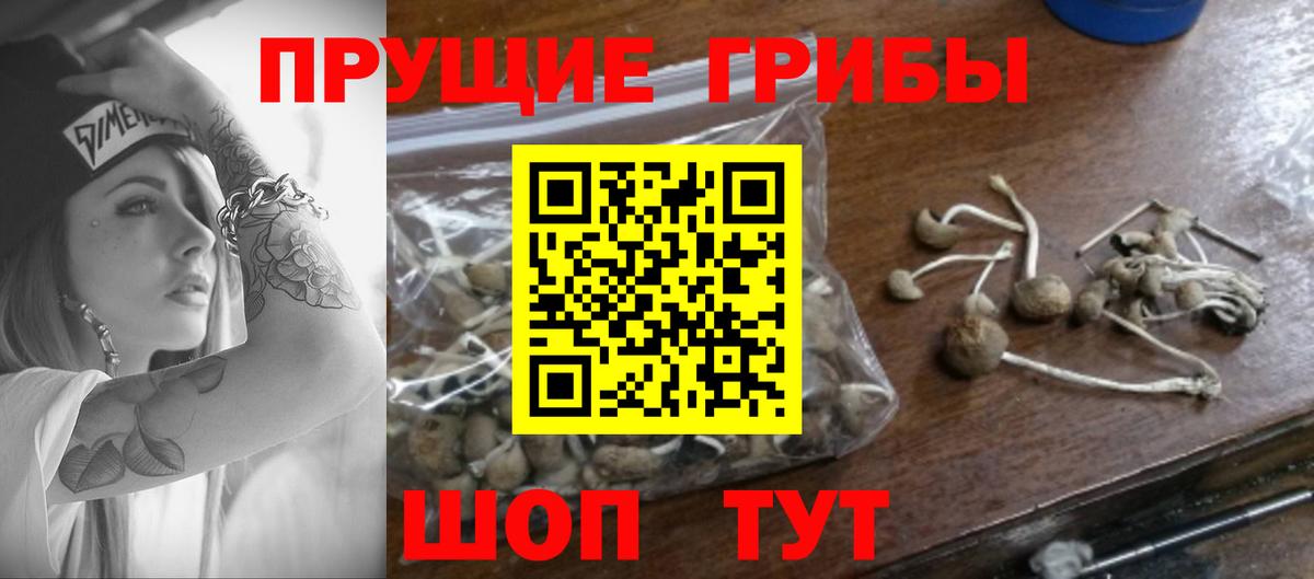 Галлюциногенные грибы прущие грибы Чернушка